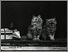 [thumbnail of Low resolution scan of positive glass lantern slide]