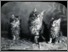 [thumbnail of Compilation of low resolution scans of positive glass lantern slides]