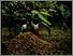 [thumbnail of Low resolution scan of positive glass lantern slide]