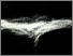 [thumbnail of Temporal Wandering]