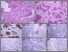 [thumbnail of Figure 1]